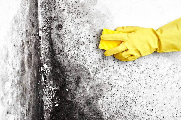 Mold Removal Process in Bad Axe, MI