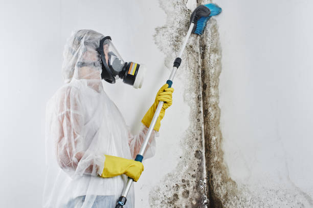 Certified Mold Removal in Bad Axe, MI