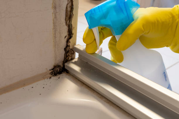 Best Mold Remediation  in Bad Axe, MI