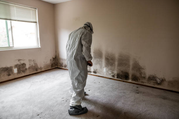 Best Attic Mold Removal  in Bad Axe, MI