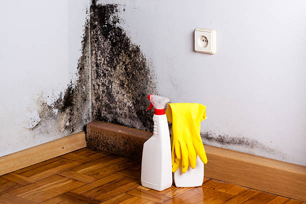 Best Mold Damage Repair  in Bad Axe, MI