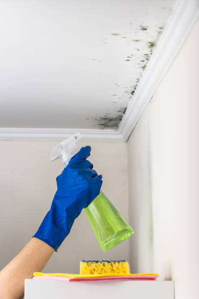 Best Mold Damage Repair  in Bad Axe, MI